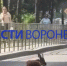 В Воронеже рядом с Северным лесом нашли оленёнка с перебитой ногой - ГТРК Воронеж