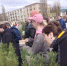 Куряне посадят 6000 саженцев сосны в городе - Городские Известия