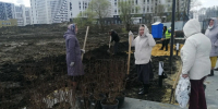 Всего же в этом году планируют высадить в Пензе не менее 5 тысяч зеленых насаждений||Фото: А. Володин - Пензенская Правда