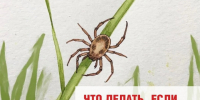 Псковичам напоминают, как защитить себя и что делать при укусе клеща. - BusinessPskov.Ru