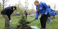 60 каштанов и 30 елей высадили в парке Победы в Самаре во время субботника - Самарская Газета
