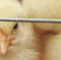 В Омской области построят ещё одну птицефабрику за 2 миллиарда рублей - Om1.Ru