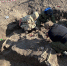 В Болховском районе обнаружили человеческие останки - Орловский Вестник