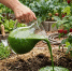 До 10 мая 2 л в лунку под корень малине - и вместо дохлых кустов вырастит густой лес: ягоды слаще зефира - Progorod58.Ru