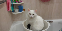 кот в тазу вода отключение воды - Сетевое издание Арбуз