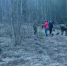 В Глазуновском районе высадили 1300 саженцев клена - Орловский Вестник