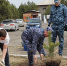 В Хакасии сотрудники УФСИН высадили сосны - Агентство Информационных Сообщений