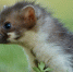 Хорек - Bankfax.Ru
