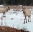 image - GazetaRB.Ru