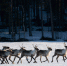 Мурманск, заповедник, олень - ИА Nord-News.Ru