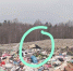 «Надо спасать!» Аист бродит по свалке в Карелии - Gubdaily.Ru
