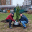 Тёплое событие. В ходе субботника на улице Парковой в Сосновом Бору высадили деревья - Газета Маяк