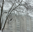 ворона на дереве - Петрозаводск говорит