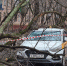 Как получить компенсацию за упавшее на машину дерево - Вечерняя Москва