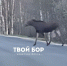 «Блудные лоси» вышли на дороги города Бор - Tvoy-Bor.Ru