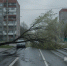 Дерево рухнуло на улице Неделина и заблокировало дорогу - LipetskNews.Ru