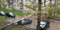 (фото) В Тольятти ураганный ветер повалил дерево на автомобиль - TltGorod.Ru