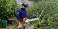 В Обнинске ветер повалил 12 деревьев - Калужский перекрёсток