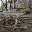 В Великом Новгороде штормовой ветер свалил на выезд из города дерево - 53news.Ru