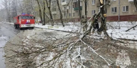 6 человек пострадали при падении деревьев во время непогоды в Подмосковье - M24.Ru