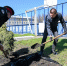 У Михайловского кадетского корпуса появилась Аллея героев - Bloknot-Voronezh.Ru