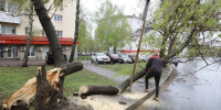 Более 50 деревьев повалил ураганный ветер в Самаре 27 апреля - Комсомольская Правда Самара