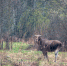 В национальном парке «Башкирия» в объектив фотографа попали лоси и медведи - Аургазинский вестник