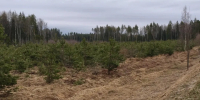 В Подмосковье сделали прогноз пожарной опасности в лесах - MosRegToday.Ru