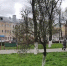 дерево - OrelTimes.Ru