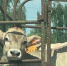 Костромские коровы стали давать больше молока назло французам - Kostroma.Today