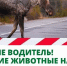 Важная информация для всех водителей: как избежать столкновения с дикой природой - Минприроды Алтайского края