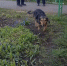 Под Петербургом из горящей квартиры вынесли собаку - Neva.Today