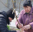 В белгородском селе высадили более 160 деревьев в рамках акции «Сад памяти» - Мир Белогорья