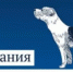 Основные требования к содержанию домашних животных - Бураевский район