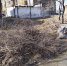 Куда жителям Абакана девать ветки, листву и траву после весенней уборки - ИА Хакасия