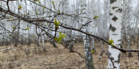 После жары на Омскую область обрушится мощное похолодание до 0 °C - СуперОмск