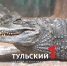 Кайману Геннадию из Тульского экзотариума подселили подругу Антонину - ТК Первый Тульский