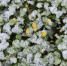 Мокрый снег ожидает туляков 29 апреля - Молодой коммунар