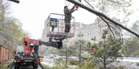 В Реутове идёт опиловка деревьев после циклона «Ксимена» - ТВ-Реутов