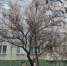 Старое абрикосовое дерево зацвело в центре Тулы - Молодой коммунар