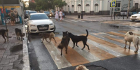 В Астраханской области могут ввести штрафы за кормление бездомных собак - Астраханский листок