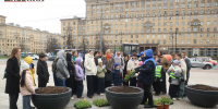 Фото: на Московской площади высадили виолу ко Дню Победы - Spbdnevnik.ru