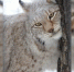 В зоопарке «Орто Дойду» изменились цены - Yakutia-Daily.Ru