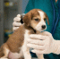 Щенок - Bankfax.Ru