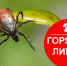 В Белокурихе работает горячая линия по вопросам профилактики клещевых инфекций. - Город Белокуриха