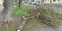 Глава СК взял на контроль расследование гибели девочки от упавшего дерева в Самаре - Самарская Газета