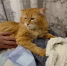 Жители Кощаково просят полицию найти живодера, который стреляет по кошкам - ГТРК Татарстан
