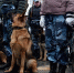 Кинологический расчёт не будет участвовать в Параде Победы в Ижевске - Сусанин