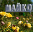 Фото: Пресс-служба мэрии Майкопа - Газета Майкопские новости