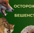 Осторожно, бешенство!. - Валуйский городской округ